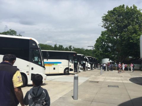 Buses lined up for drop off